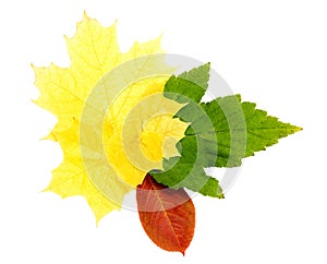 Autumn leaves, isolated on a white background