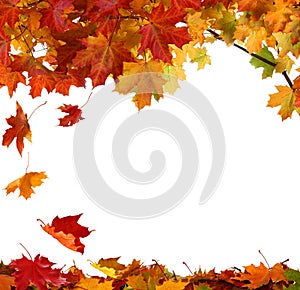 Autumn leaves isolated on white background