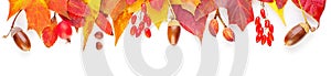 Autumn leaves isolated on white background. Colorful composition with red and yellow fall leaves, berries and nuts