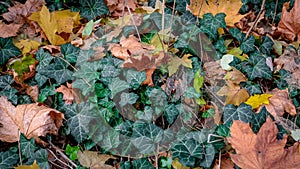 Autumn leaves on ivy vines