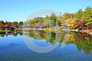 Autumn leaves at Japanese garden in National Showa Memorial Park