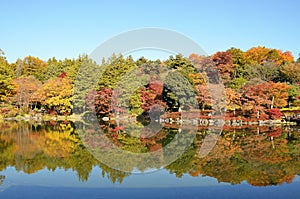 Autumn leaves at Japanese garden in National Showa Memorial Park