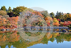 Autumn leaves at Japanese garden in National Showa Memorial Park,Tokyo
