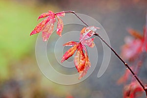 Autumn Leaves, Japanese Maple