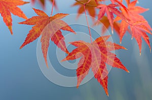 Autumn Leaves of Japanese Maple