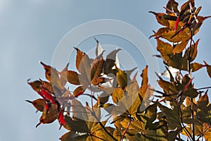 Autumn leaves on a Japanese Maple