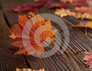 Autumn leaves of japanese palm tree maple on wood texture background