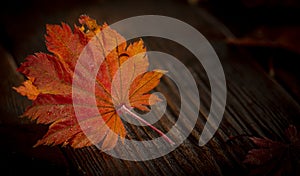 Autumn leaves of japanese palm tree maple on wood texture background