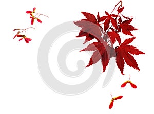 Autumn leaves. Japanese Red Autumn maple tree leaves Isolated on white background. Acer palmatum, copy space