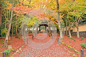 Autumn leaves in Jizo-in Temple photo