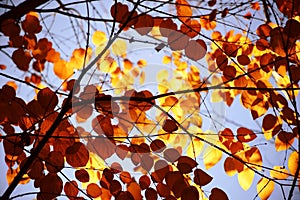 Autumn leaves Katsura tree
