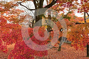 Autumn leaves in Tofukuji temple, Kyoto, Japan.