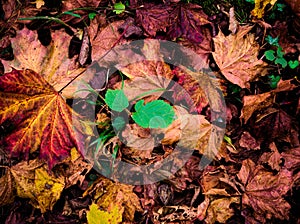 Autumn Leaves Lake District