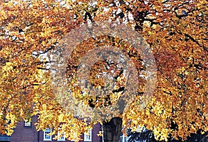 Autumn leaves on a large tree