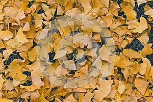 Autumn leaves laying on the ground background