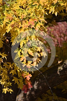 Autumn Leaves in Leslie Groves Park, Richland, WA