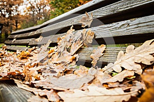 Autumn leaves lie on a bench in the Park