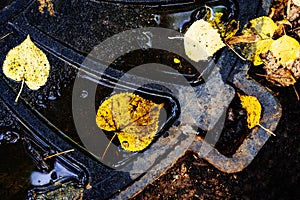 Autumn leaves lie on a metal manhole. Close-up. Flat lay frame