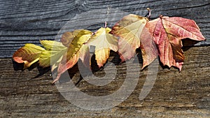 Autumn leaves lie on an old wooden background