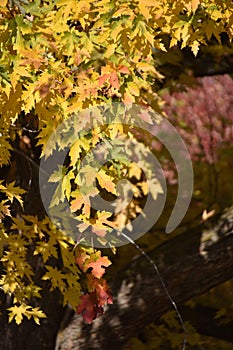 Autumn Leaves: Maple Tree, Reds and Golds photo