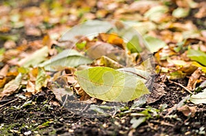 Autumn leaves on a meadow. Fallen leaves in the grass