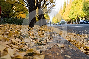 Autumn leaves at Meiji Jingu Gaien Park : Japan