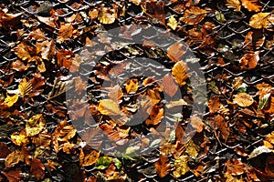 Autumn leaves on a metal grid