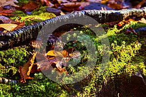 Autumn Leaves and Moss on Forest Floor, Hungarian Falls Ground View