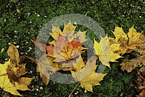 Autumn leaves on moss photo