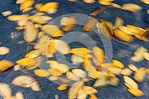 Autumn leaves in motion