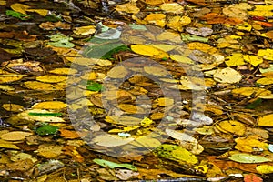 Autumn Leaves in a Mountain Stream