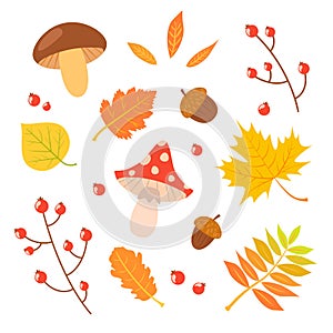 Autumn leaves and mushrooms set. Berries and acorns. Vector illustration