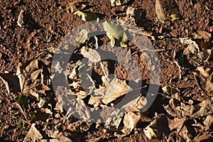 Autumn: leaves on my garden photo