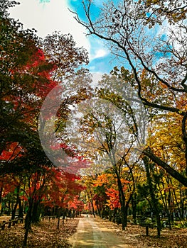 Autumn leaves, nami island south korea