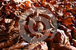 Autumn leaves natural carpet