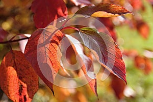 Autumn leaves. Natural seasonal colored background. Colorful foliage in the park.