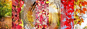 Autumn leaves and nature landscapes panoramic collage