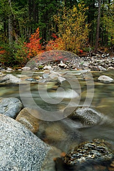 Autumn Leaves near the creek