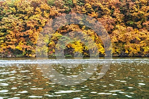 Autumn leaves near river