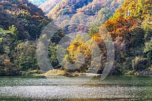 Autumn leaves near river