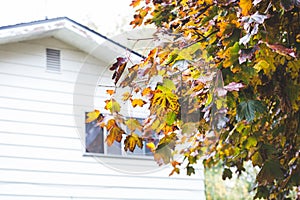 Autumn Leaves Near a Simple Home in Autumn or Winter