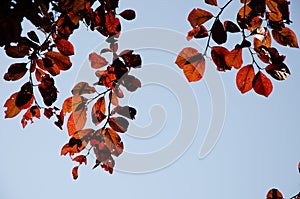 Autumn leaves next to fall. Background