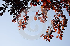 Autumn leaves next to fall. Background