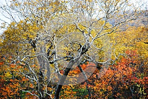 Autumn Leaves at Nissho Pass in Autumn, Hokkaido, Japan