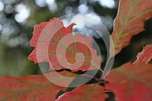 Autumn leaves of the Northern red oak Quercus rubra