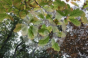 Autumn leaves of the Northern red oak Quercus rubra