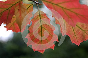 Autumn leaves of the Northern red oak Quercus rubra