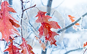 Autumn leaves of oak in a hoarfrost. Autumn frosts. Autumn froz