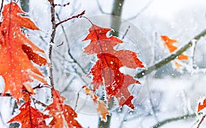 Autumn leaves of oak in a hoarfrost. Autumn frosts. Autumn froz