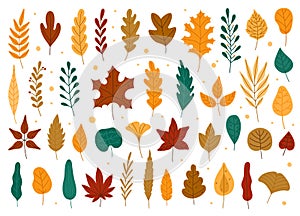 Autumn leaves. Oak, maple, elm dry fallen leaf. Hand drawn fall forest yellow or red foliage. Dried plant leaves